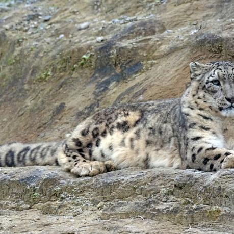 Ein Schneeleopard auf einem Felsen