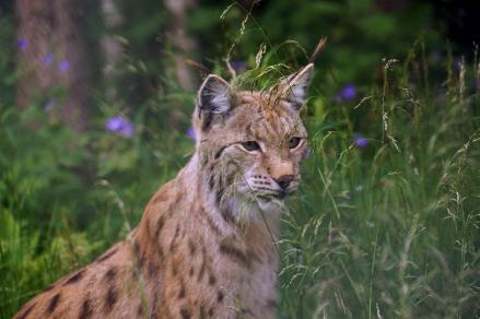 Lynx portrait with a flower meadow in the background.