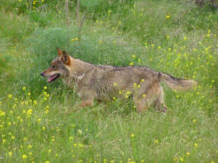 Wolf walking through a flower meadow.