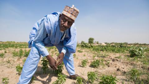 A man works in a chilli field close to Bosso in Niger’s Diffa Region.