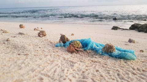 Hermit Crabs rummaging through remains of food waste disposed in a plastic bag on a beach on Ha.Thuraakunu (November 2020)