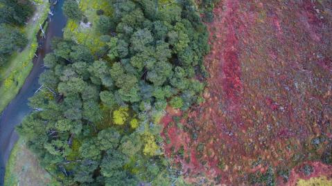 Moor mit roten Torfmoosarten aus der Vogelperspektive