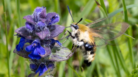 Narrow-bordered Bee Hawkmoth