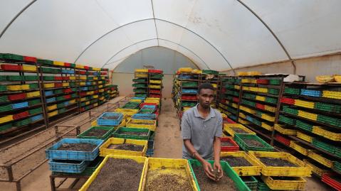 Mitarbeiter von Zihanga Ltd. greift in eine Kiste mit Insektenlarven