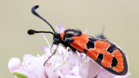 Zygaena Fausta diurnal and just beautiful