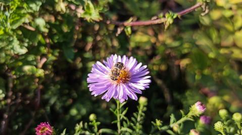Eine Biene ruht auf einer Aster