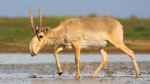 Saiga-Antilope auf einem überschwemmten Feld