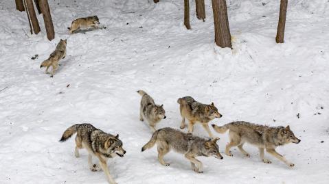 Ein Wolfsrudel zieht durch einen beschneiten Wald