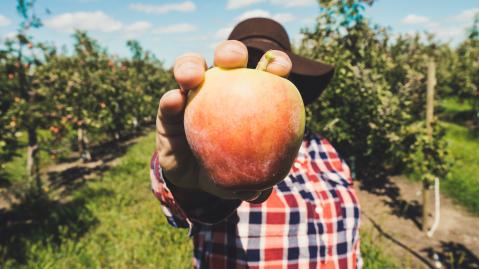 Ein Obstbauer hält einen Apfel in die Kamera