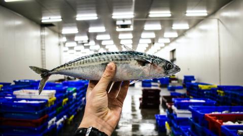 Hand lifts frozen fish in a cold warehouse