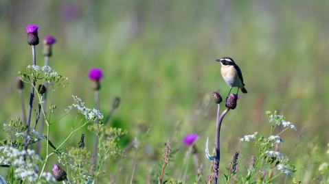 Male Whinchat sitting on ameadow in the summer and looking for food