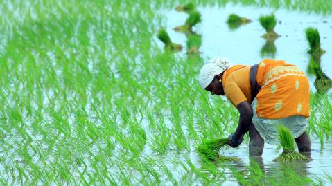 Rice farmer on paddy field
