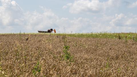 wheat field with farmer barrow and horse
