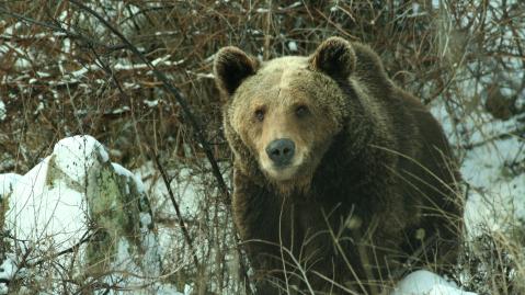 brown bear in the snow