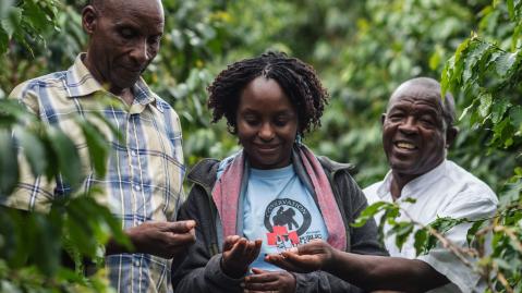three persons from Gorilla Conservation Coffee looking at coffee beans in lush green environment, laughing