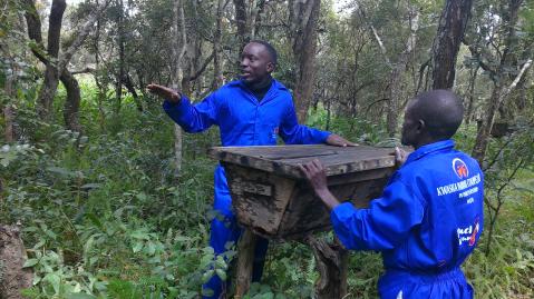 two workers from Wuchi Wami with a bee hive in wild miombo forests