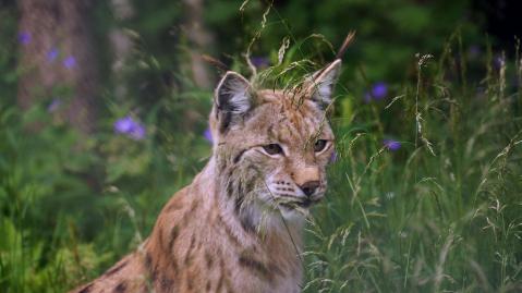 A lynx in the forest.