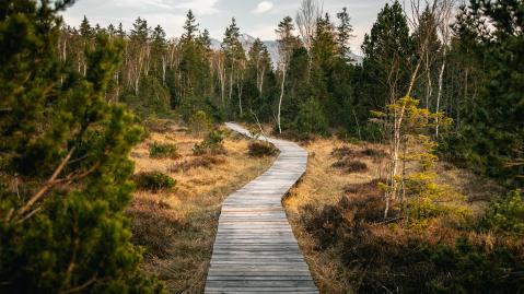 A wooden trail running through wood and marshlands