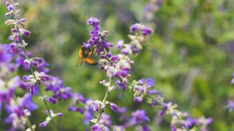 Bee on a lavender 