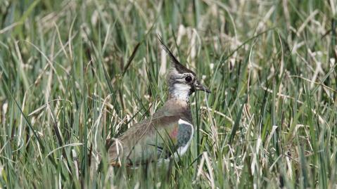 A northern lapwing sitting in the grass
