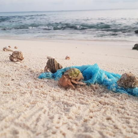 Hermit Crabs rummaging through remains of food waste disposed in a plastic bag on a beach on Ha.Thuraakunu (November 2020)