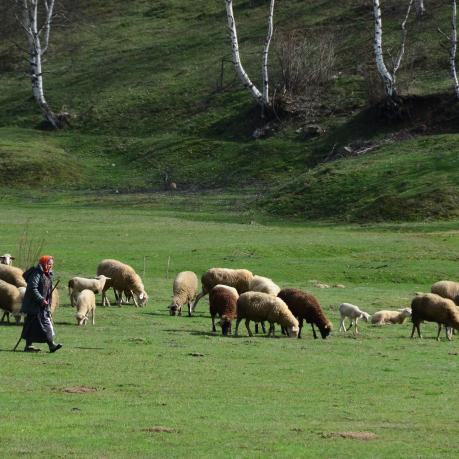 Sheep and a woman on a field eating grass in Albania