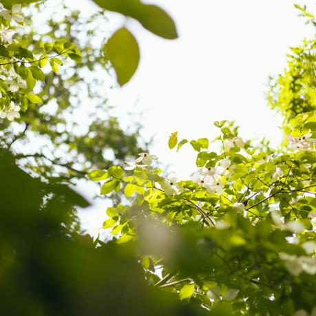 Sharpening focus, nature, environment