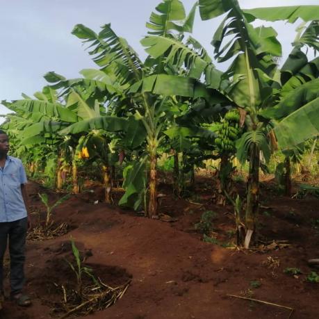 A man standing in front of a banana plantation