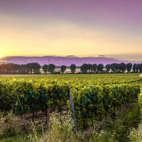 Deutschland, Mörstadt, Natur und Weinberg