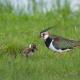  A Mother Northern Lapwing (Vanellus vanellus) with her Chick in the Wild