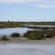 Background BioClim Conference: Camargue by S.Wulf