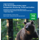 A bear standing in a dark green forest