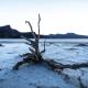 Dead tree on cracked dry soil