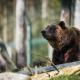 Brown bear sitting in the forest and gazing dreamily into the distance. 