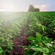 View on a green crop field in Malawi