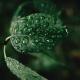 Wassertropfen perlen von grünem Blatt. 