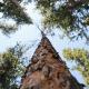 low-angle shot of soaring trees with blue sky