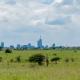 Giraffe in Savannenlandschaft mit Stadt Nairobi im Hintergrund