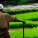 Ein Farmer in Indien macht eine Pause und schaut auf sein Reisfeld