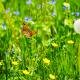 A butterfly (pollinator) flies among vibrant wildflowers