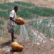 Agriculture in Burkina Faso