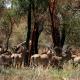 Roan antelope hippotragus equinus dinder national park © UNEP