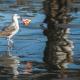 Seagull in the water, carrying a plastic bag in its beak