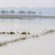 Ducks and swans on water, wetland landscape