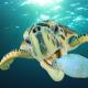 Plastic pollution problem: Sea Turtle eats plastic bottle