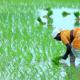 Reisbäuerin auf grünem Feld