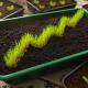 Grass in bin of dirt forming ascending graph