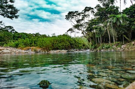 River and forest of the Amazonas
